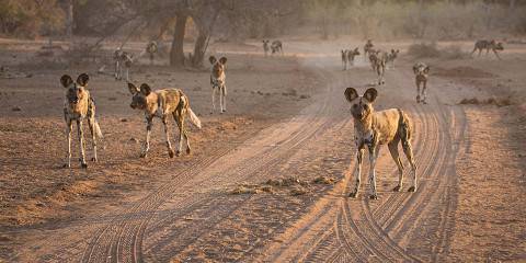 3-Day Hwange NP Budget Safari from Victoria Falls