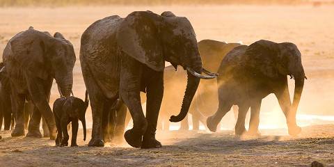 Mana Pools 6 to 11 August 2024