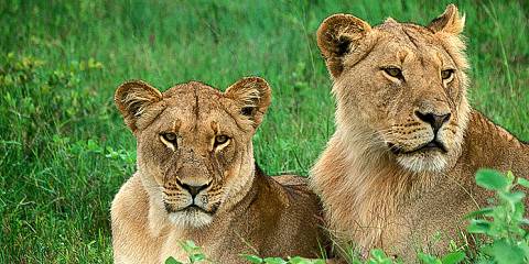 safari in hwange