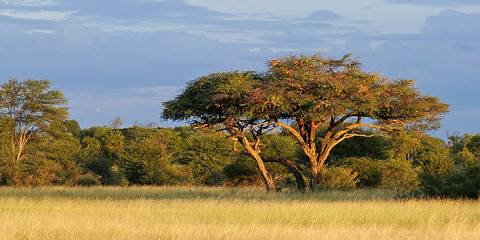 6-Day Uganda Gorillas & Game Safari