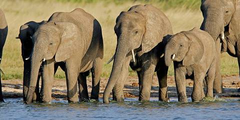 Hwange NP Safari Staying at Khulu Bush Camp