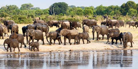 1-Day Safari in Hwange National Park from Victoria Falls