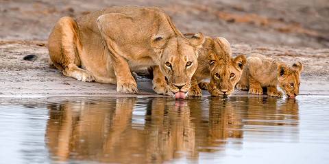 9-Day Hwange Safari & Victoria Falls Luxury Escape