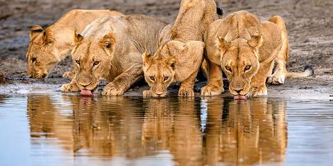 3-Day Victoria Falls Escape from Addis Ababa