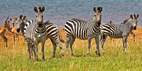 Lake Kariba and Mana Pools Safari