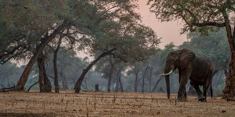4-Day Chobe and Victoria Falls Zimbabwe Combo