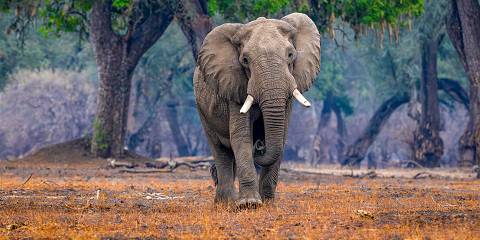 6-Day Victoria Falls, Hwange & Mana Pools Fly-in Safari