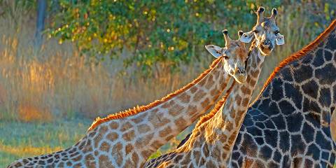 4-Day Hwange National Park-Robins Camp Experience