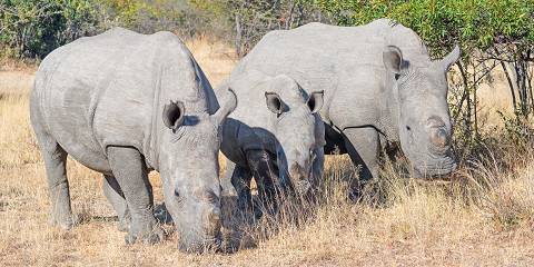 9-Day Victoria Falls, Hwange & Matopos