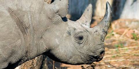 1-Day Devils Pool and Bush Dinner