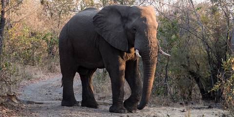 1-Day Hwange National Park Day Safari from Livingstone