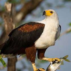 Birding Katavi – Birds of Katavi National Park