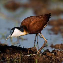 Birding Mudumu – Birds of Mudumu National Park