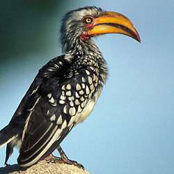Birding Madikwe – Birds of Madikwe Game Reserve