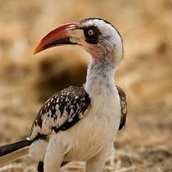 Birding Ruaha – Birds of Ruaha National Park