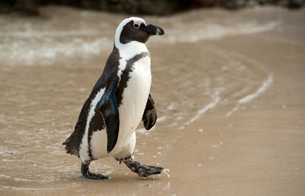 Why We Should Care About Penguin Awareness Day