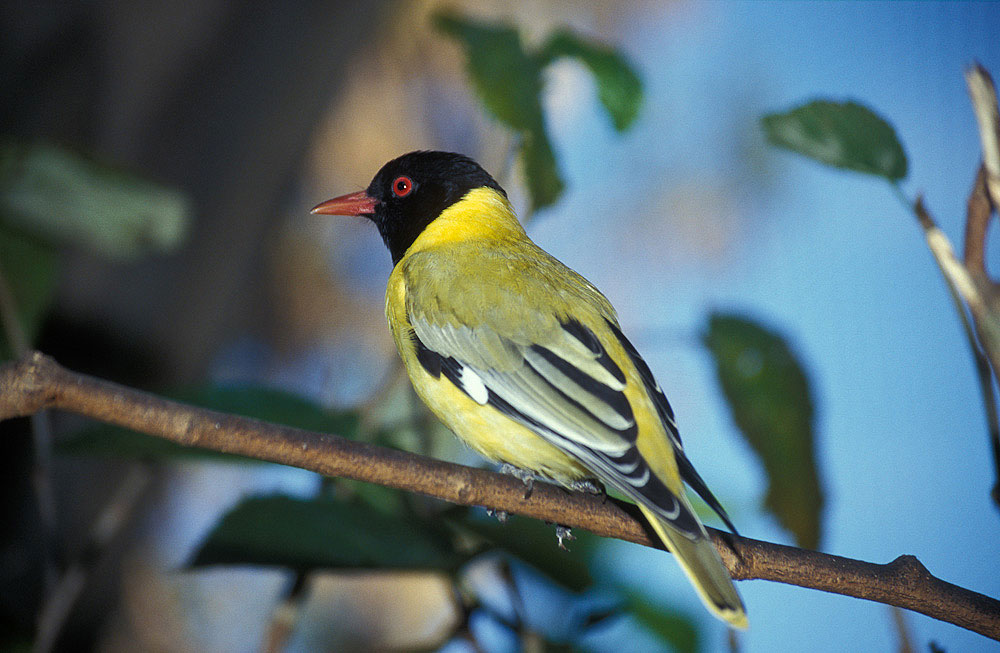 Birding Zimbabwe – Birds Of Zimbabwe