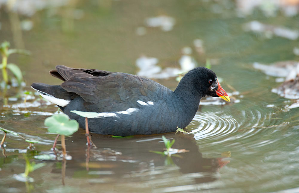 Birding Nairobi NP – Birds of Nairobi National Park