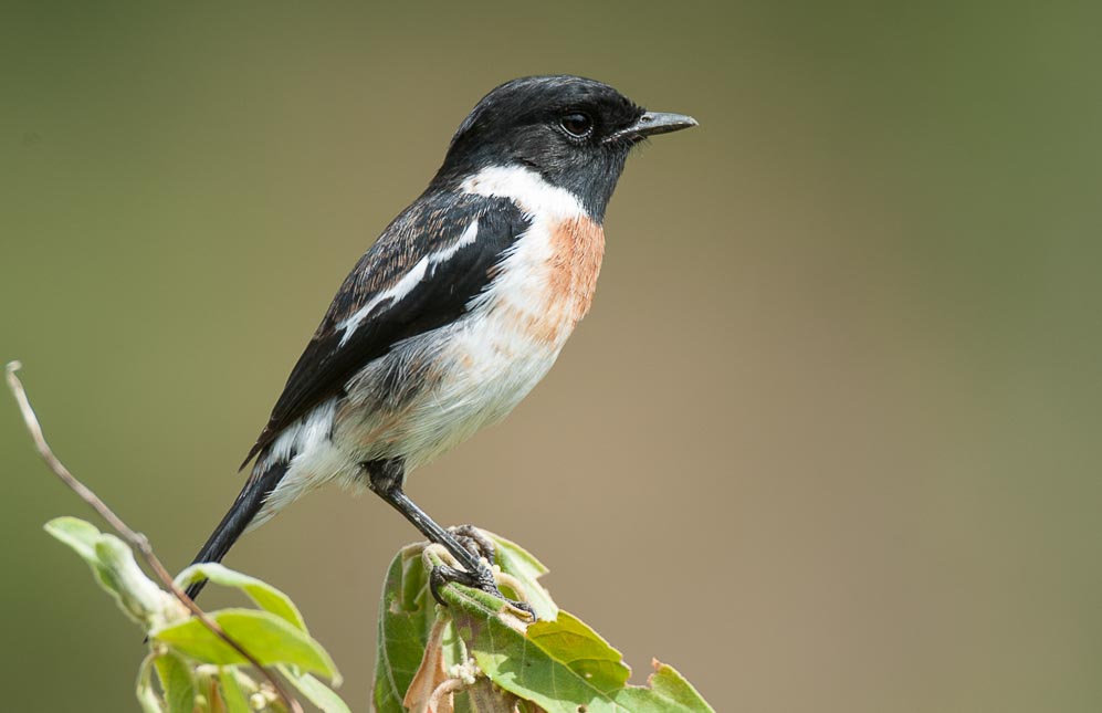 Birding Lesotho – Birds of Lesotho