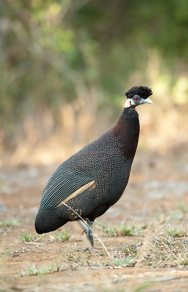 birding-south-africa-birds-of-south-africa