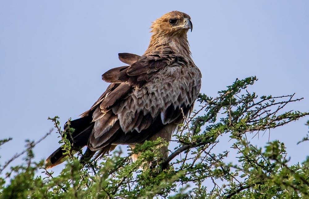 Birding Kasanka – Birds of Kasanka National Park