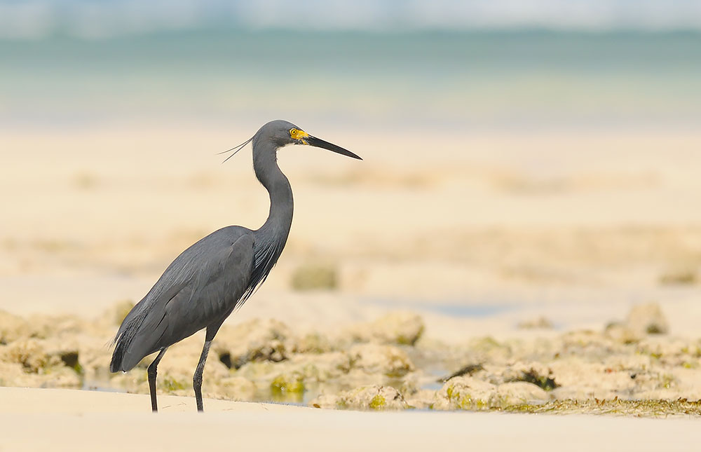 Birding Nosy Mangabe – Birds of Nosy Mangabe Special Reserve