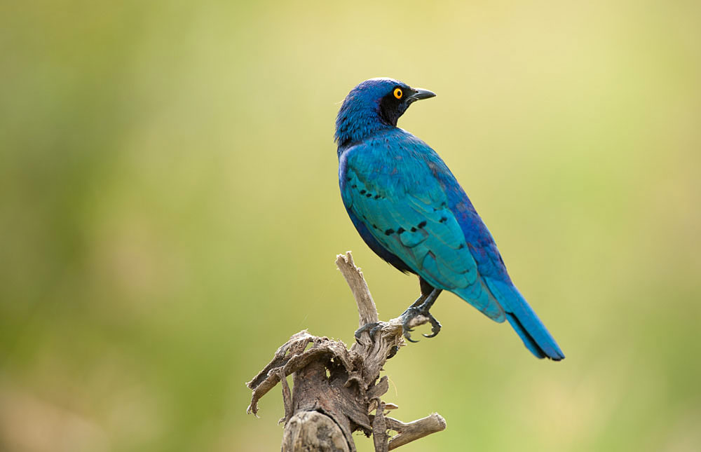 Expert Rating Reviews >> Birding Lake Nakuru – Birds of Lake Nakuru National Park Expert Rating Reviews >> Birding Lake Nakuru – Birds of Lake Nakuru National Park