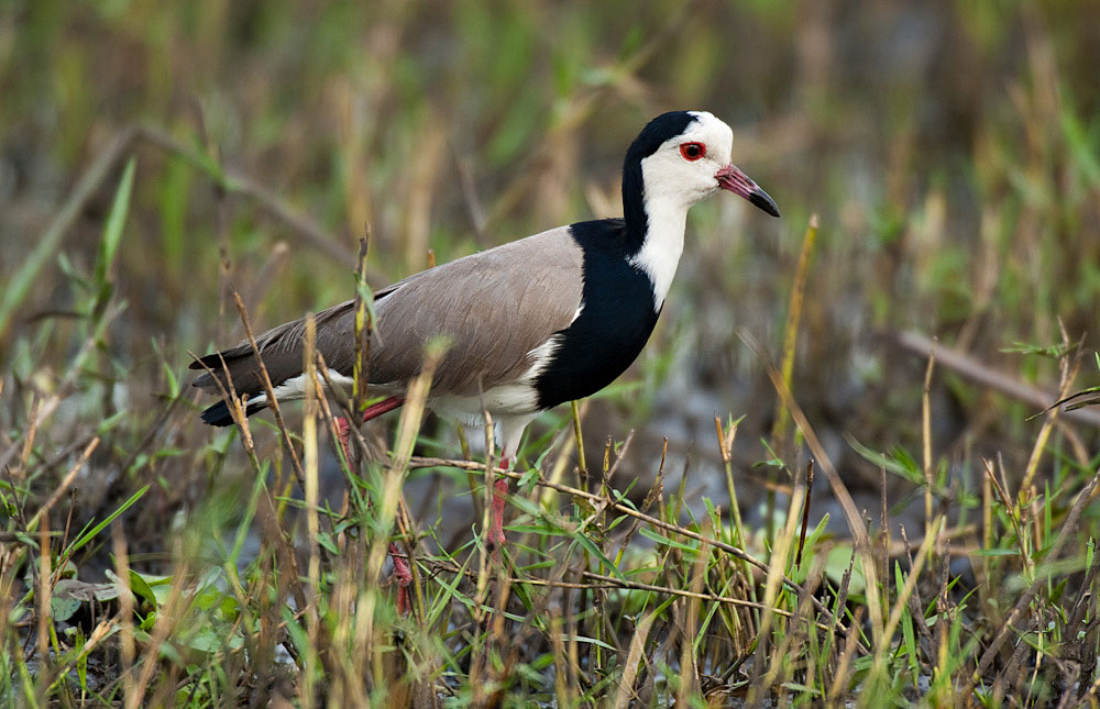 Birding Botswana Birds of Botswana