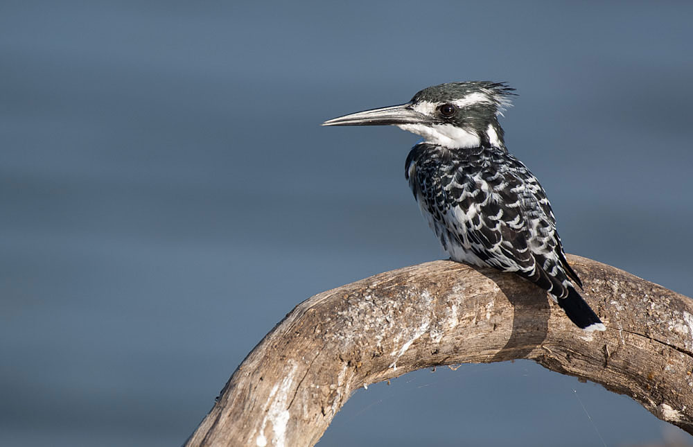 Birding Tsavo West – Birds of Tsavo West National Park