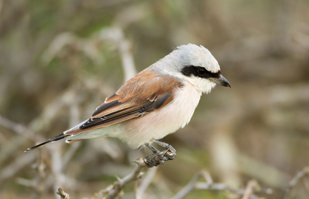 Birding Volcanoes – Birds of Volcanoes National Park