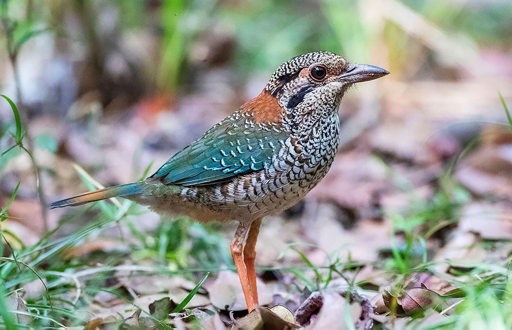 Birding Masoala – Birds of Masoala National Park