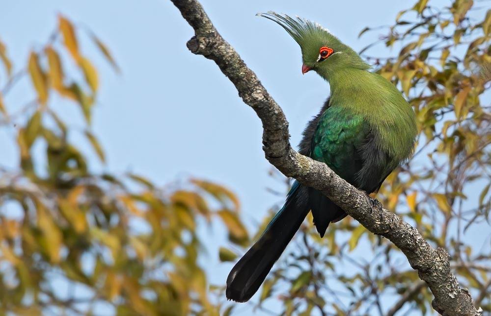 birding-zambia-birds-of-zambia