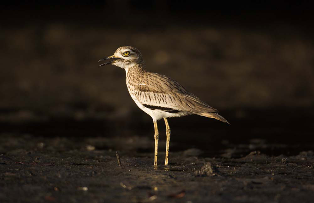 mystery gorilla safaris birds