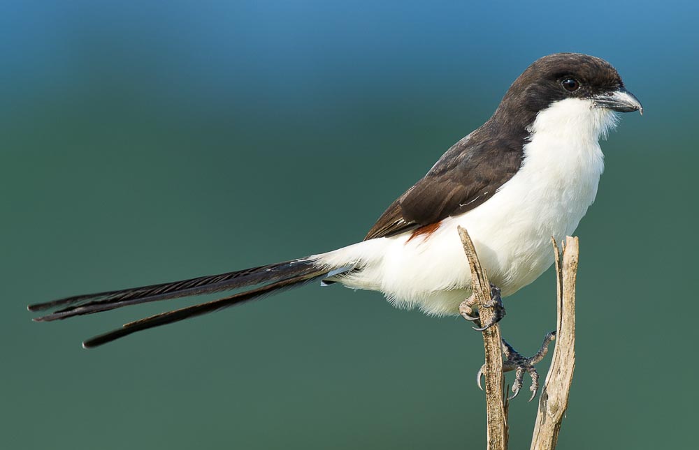 Matodi Birds Birding Mkomazi – Birds of Mkomazi National Park