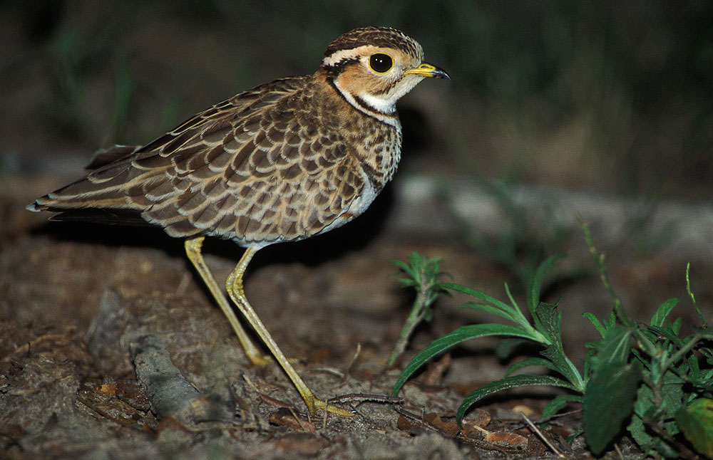 National Bird Of Zambia