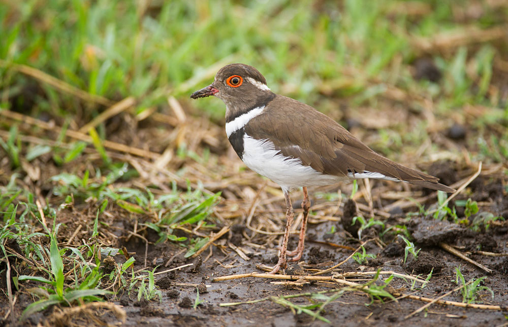 Birding Northern Tuli – Birds of Northern Tuli Game Reserve