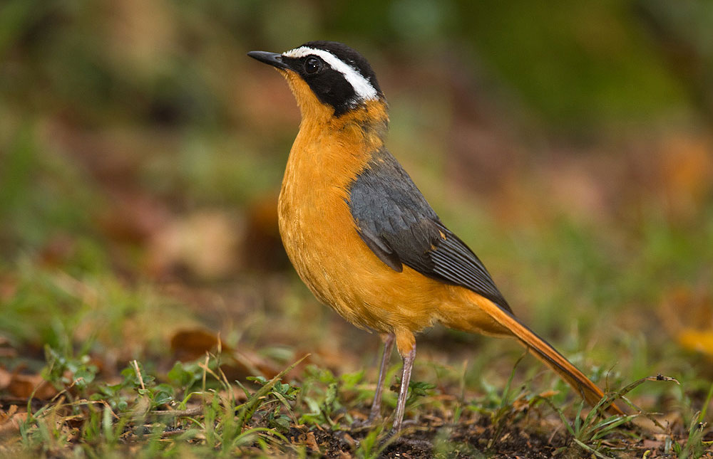 birding-kenya-birds-of-kenya