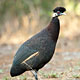 african pidgin english african pidgin english