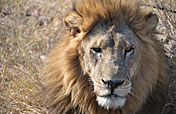 1-Day Chobe Trip from Victoria Falls