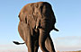 9-Day Botswana Focus Safari mid Range