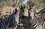 5-Day Kruger Park Big 5 Wildlife Safari