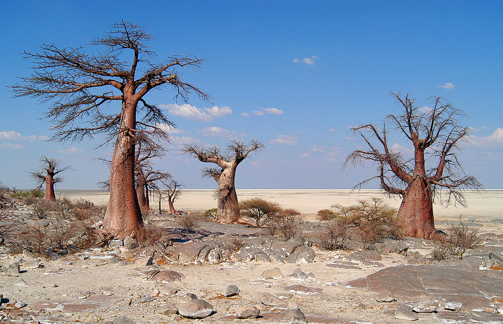 Image result for Makgadikgadi Pans National Park