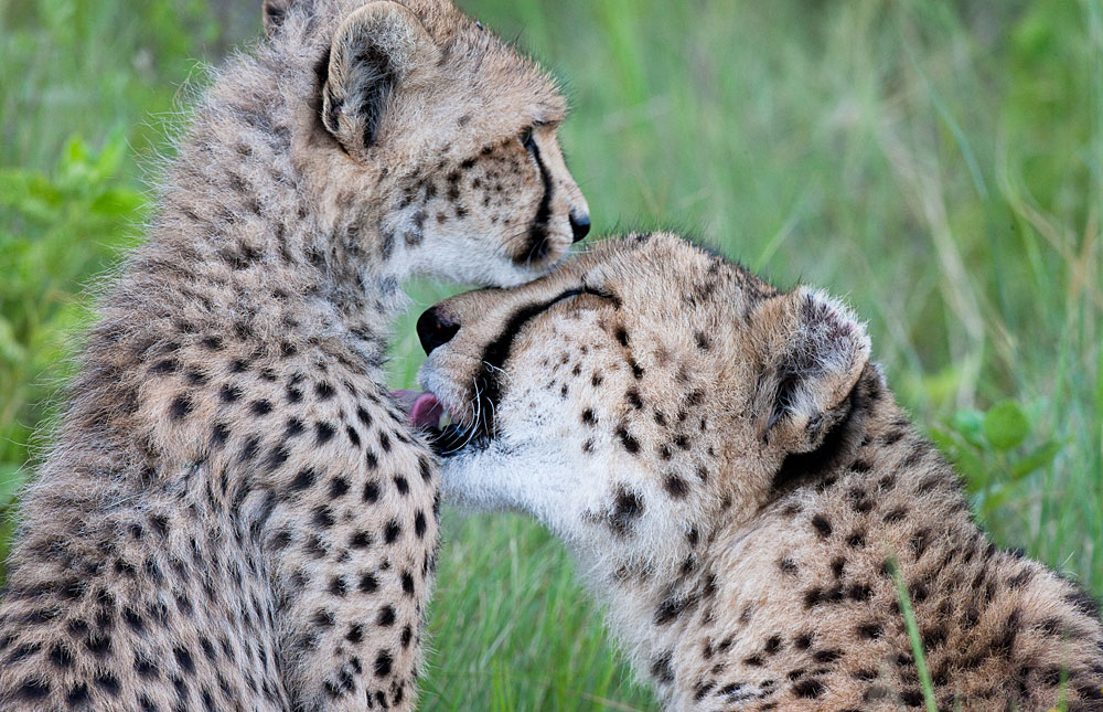 Botswana Wet Season Photos – Award winning images & pictures!