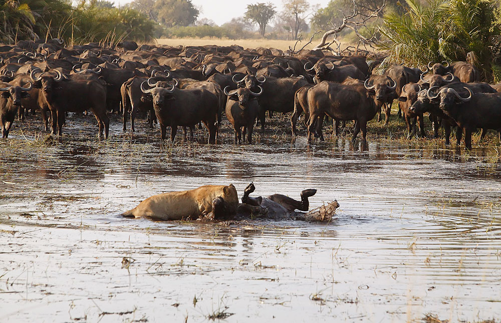 Okavango_Delta_028.jpg