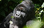 4-Day Low Land Gorillas Tour in Kahuzi Biega