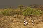 14-Day South Africa and Victoria Falls by Train