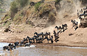 10-Day Africa Wild Samburu Nakuru Maasai Mara Amboseli