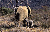 7-Day Kenya Exclusive Safari