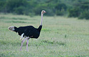 4-Day Maasai Mara-Lake Nakuru Explorer Safari