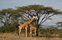 16-Day Kenya Discover Wildlife Nature and Beach Safari